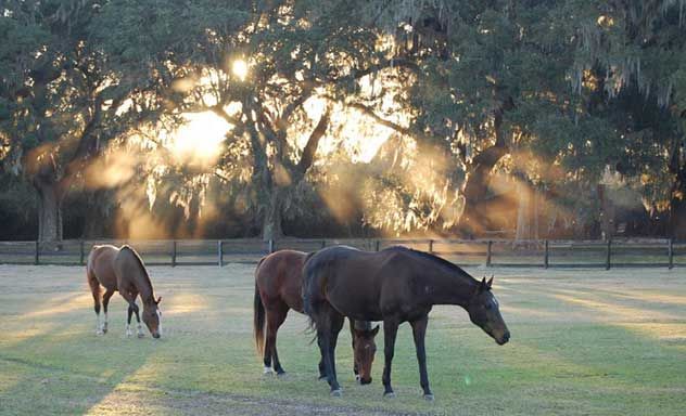 driving tours in charleston sc